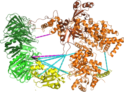 Crosslinking the E.coli replisome